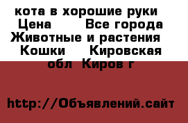 кота в хорошие руки › Цена ­ 0 - Все города Животные и растения » Кошки   . Кировская обл.,Киров г.